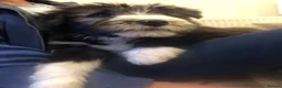 Bearded Collie dogs for sale: Beautiful Bearded Collie Puppies.  - Advert 7