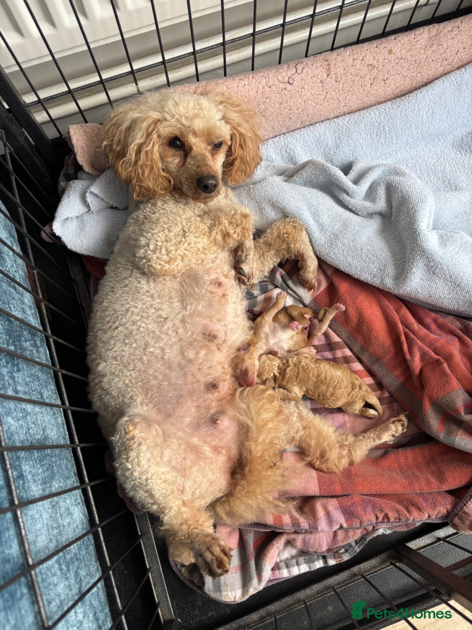 Toy Poodle dogs Litter of 2 beautiful Apricot girls  - Advert 3