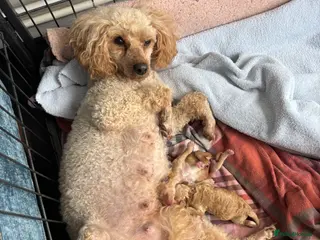 Toy Poodle dogs Litter of 2 beautiful Apricot girls - Advert 3