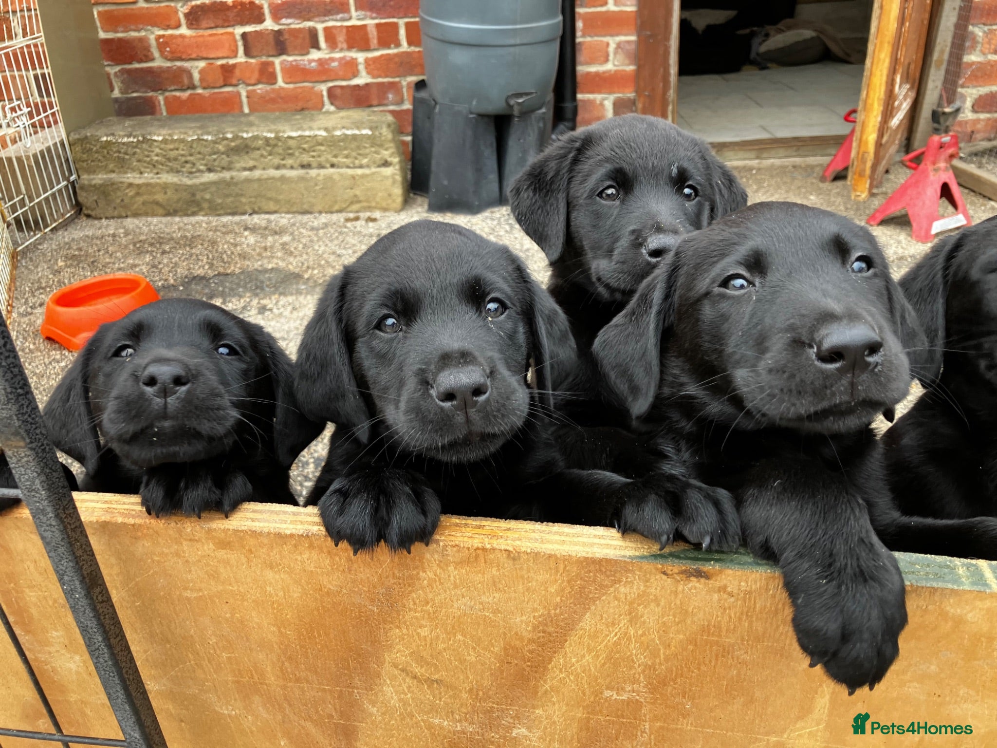 Labrador Retriever dogs Ready now KC reg’d   Quality  - Advert 2