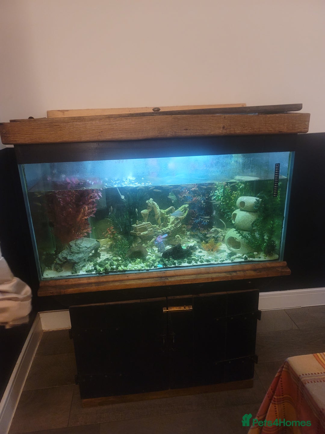 Tetras fish for sale: Tropical Fishtank including fish for sale - Image 2