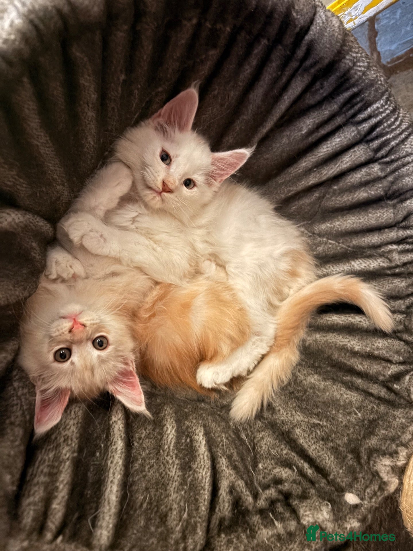 Maine Coon cats 🐾✨ MAJESTIC MAINE COON KITTENS ✨🐾 - Advert 1
