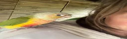 Conures birds for sale: Tame pineapple conure  - Advert 9