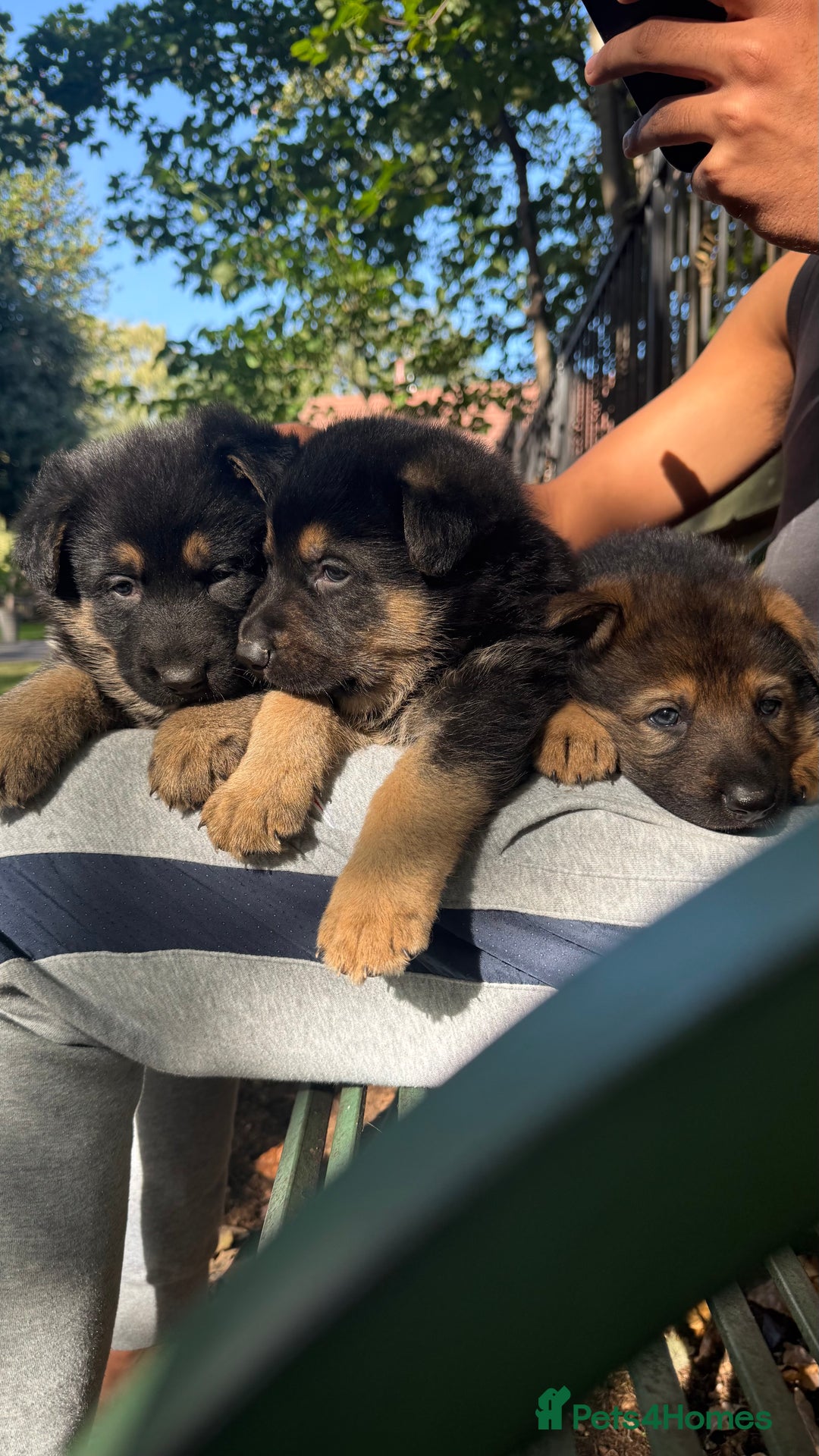 German Shepherd dogs for sale: Part of our love family ❤️ - Advert 2