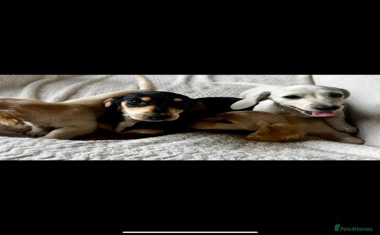 Miniature Dachshund dogs - Advert 1