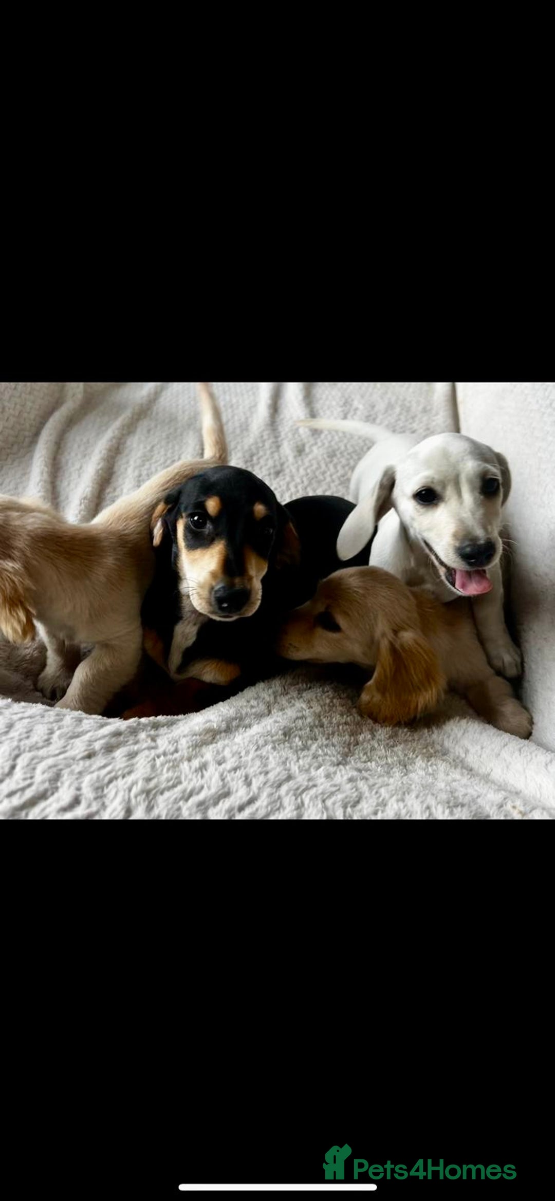 Miniature Dachshund dogs for sale: ♦️Mixed Cream Litter 🐶🌟 - Image 1