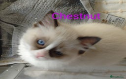 Ragdoll cats for sale: GCCF pedigree ragdoll kittens for sale £850 -£1100 - Image 15