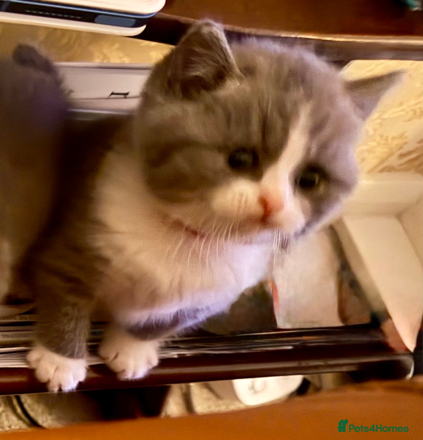 British Shorthair cats 🐾 Beautiful Blue & White BSH Boy 🐾 - Advert 2
