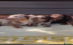 Miniature Dachshund dogs for sale: Long haired miniature Dashshund puppies  - Image 15