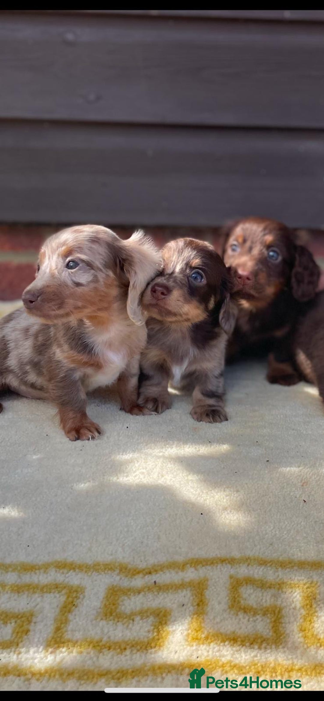 Miniature Dachshund dogs for sale: Long haired miniature Dashshund puppies  - Image 15