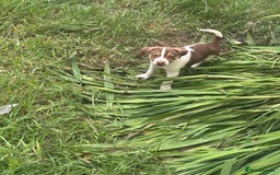 Mixed Breed dogs for sale: Staff x  in Limavady - Image 3