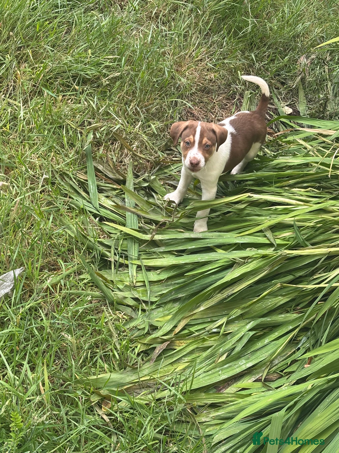 Mixed Breed dogs for sale: Staff x  in Limavady - Image 3