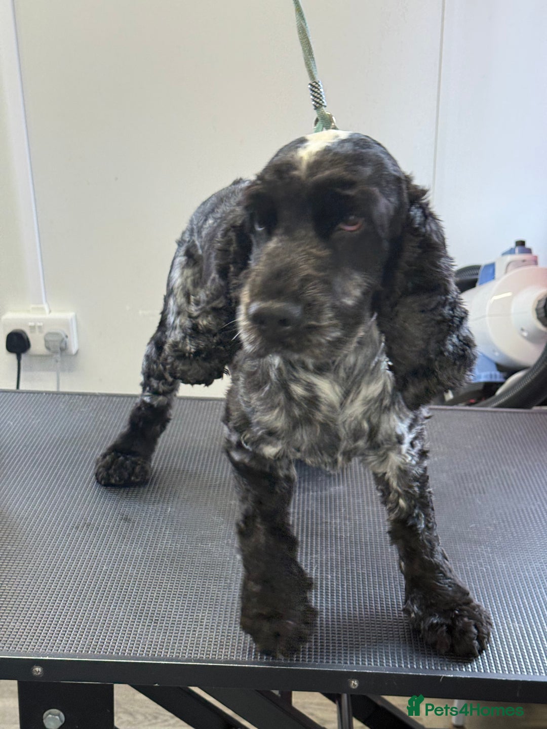 Cocker Spaniel dogs for sale: KC Blue Roan Show Cockr Spaniel  - Image 7