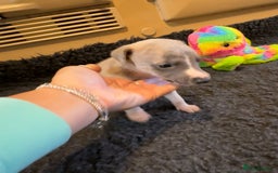Whippet dogs for sale: Beautiful KC Whippet pups 5 boys - Image 23