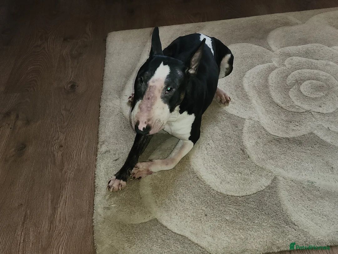 English Bull Terrier dogs for sale: English bull terrier bitch 3 years kc reg in Nottingham - Advert 5