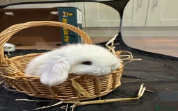 Mini Lop rabbits for sale: 8 beautiful lops  - Image 6