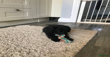Cockapoo dogs - Advert 4