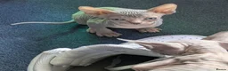 Sphynx cats for sale: For sale two adorable sphynx kittens,  - Advert 4