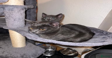 Russian Blue cats - Advert 4