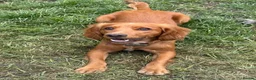 Cocker Spaniel dogs for sale: Red cocker spaniel - Advert 4