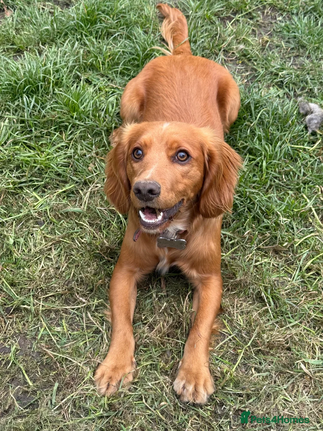 Cocker Spaniel dogs for sale: Red cocker spaniel - Advert 4