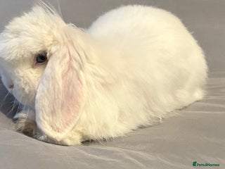 Mini Lop rabbits Male mini lop - Advert 1