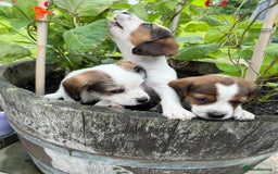 Mixed Breed dogs for sale: Jack Russel Pups in Machynlleth - Image 34