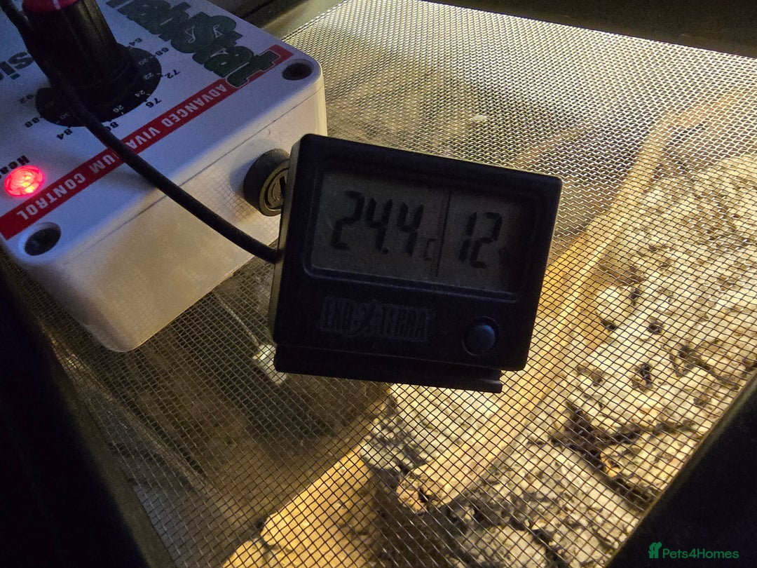 Gecko reptiles for sale: Crocodile Gecko and Vivarium for sale £130 - Advert 13