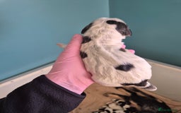 Cocker Spaniel dogs for sale: 6 beautiful Cocker puppies 🐶  - Image 5