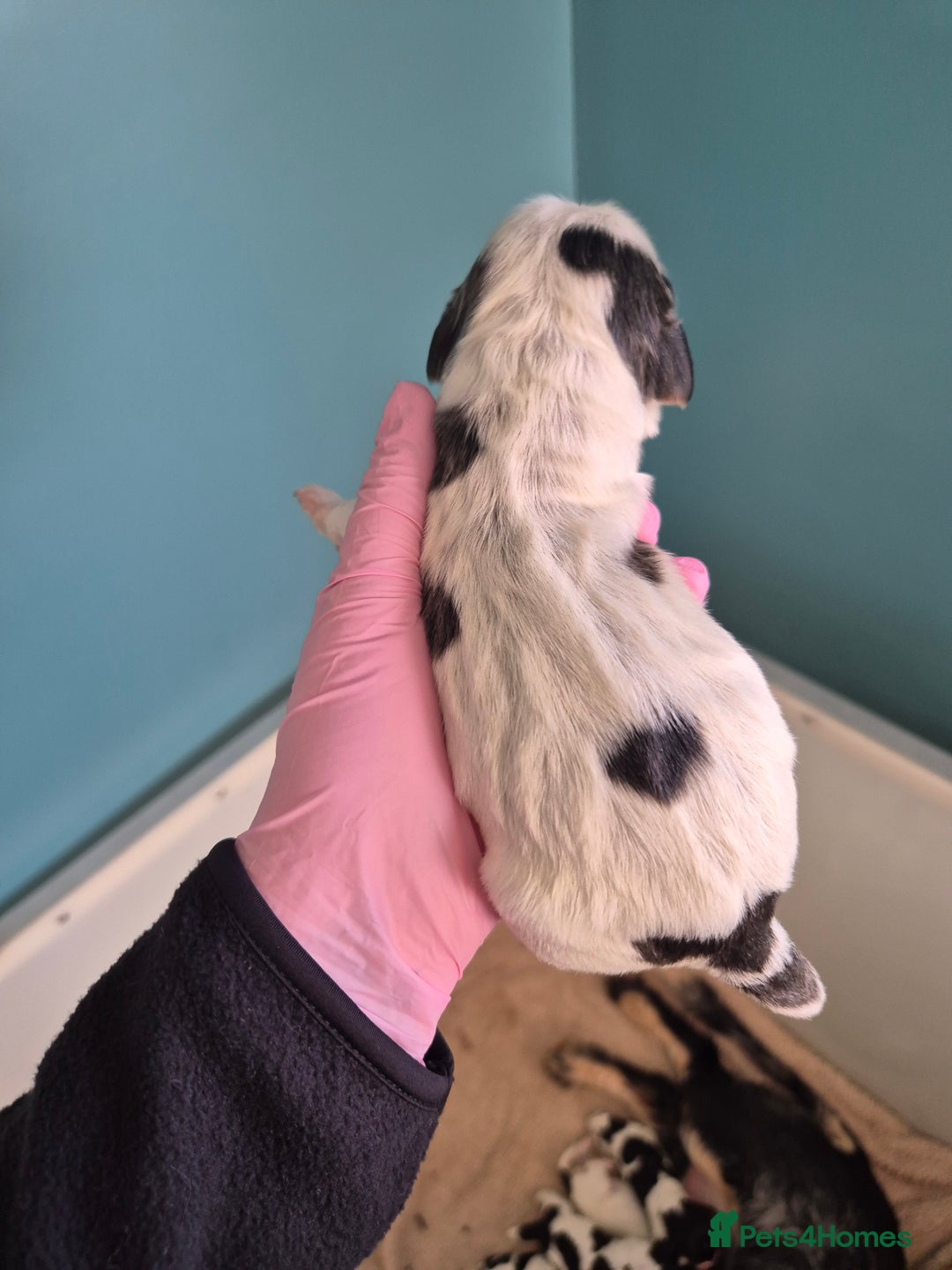Cocker Spaniel dogs for sale: 6 beautiful Cocker puppies 🐶  - Image 5