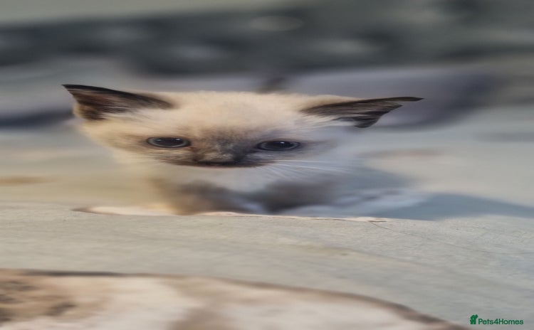 Ragdoll cats - Advert 1