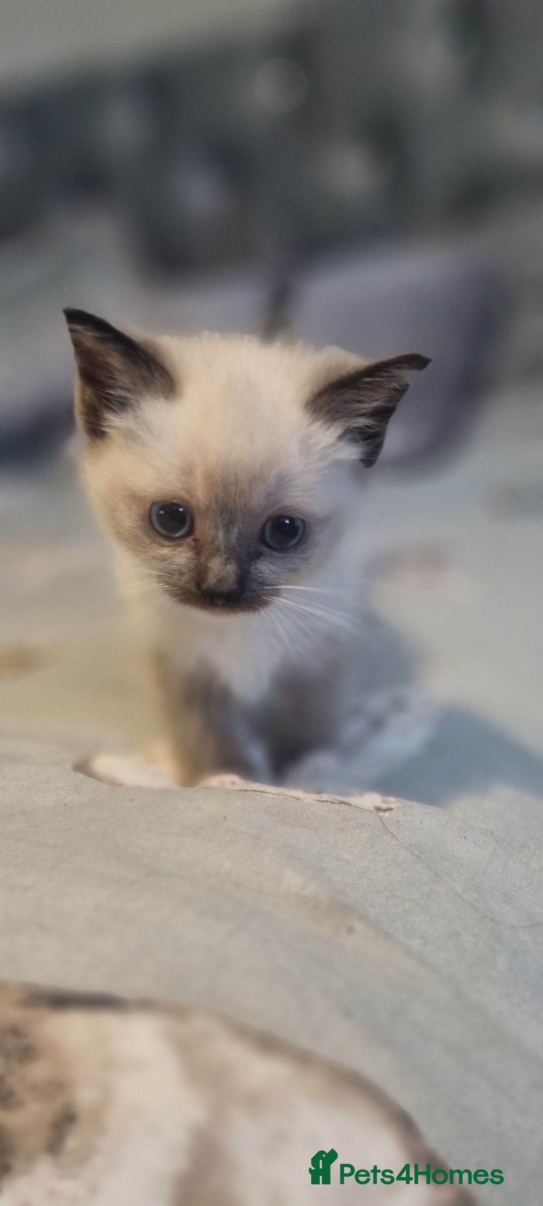 Ragdoll cats for sale: Ragdoll kittens - Image 1