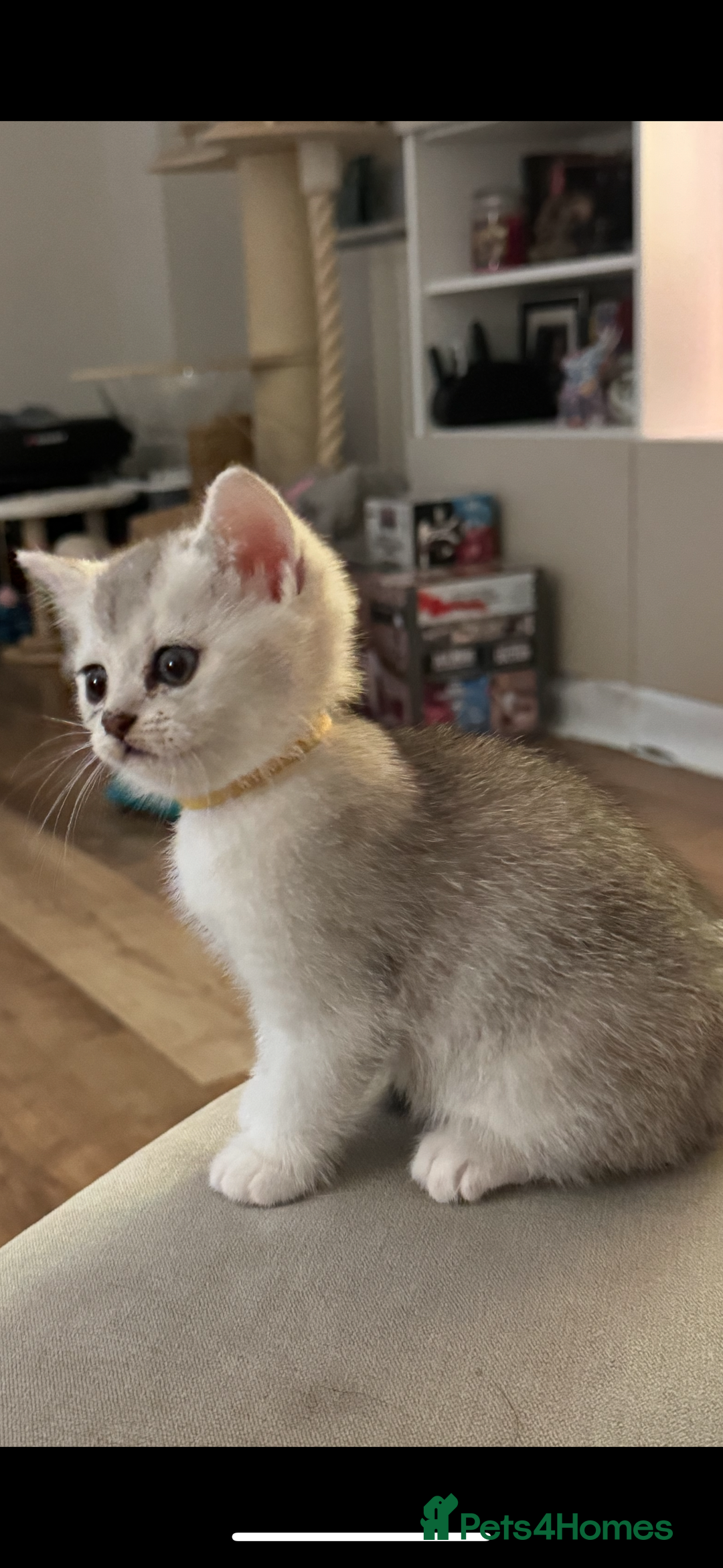British Shorthair cats for sale: British shorthair x kittens for sale - Image 9