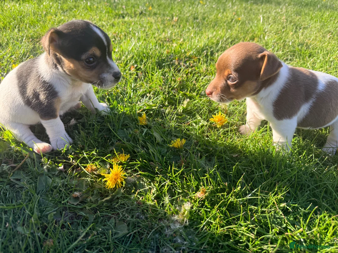 Jack Russell dogs for sale: Small Jack Russell pup available  - Advert 2