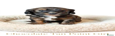 Cockapoo 4