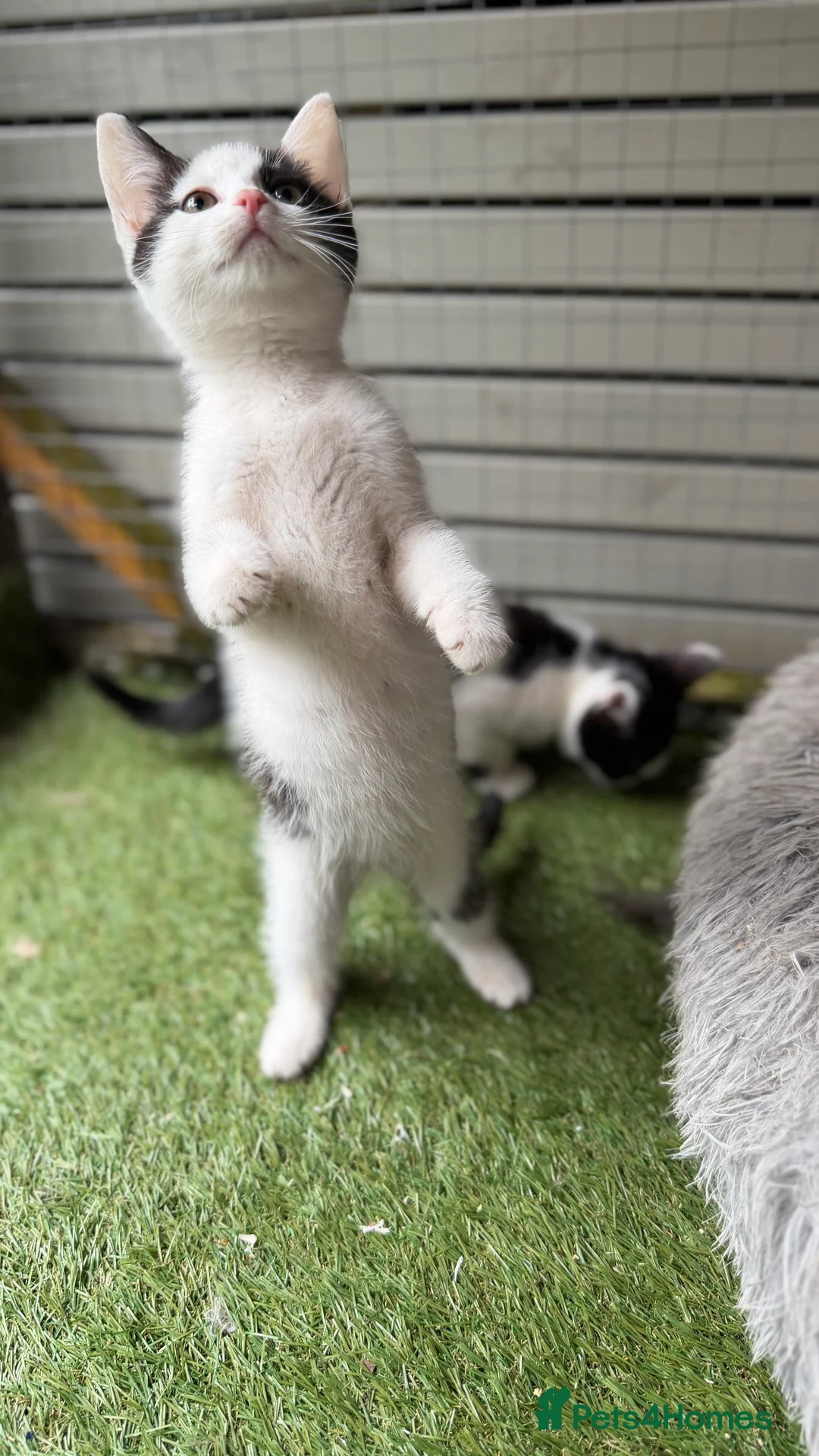 Mixed Breed cats for sale: Bsh cross  - Advert 3