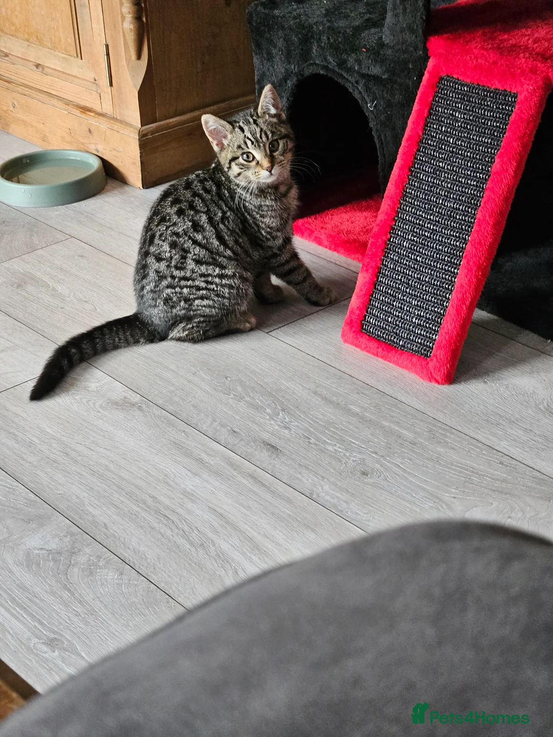 Mixed Breed cats for sale: 2 Female Kittens 4 months old - Advert 6