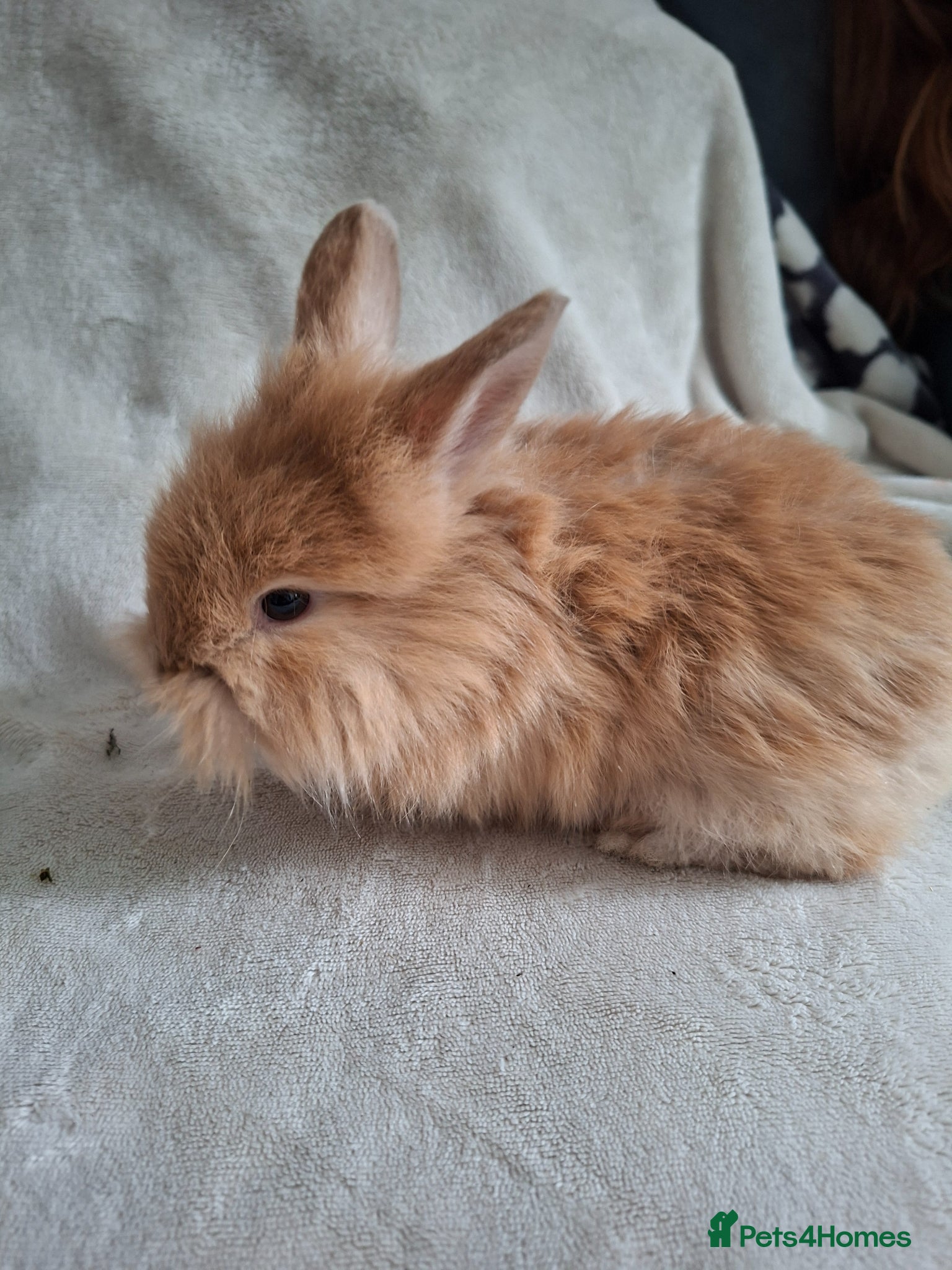 Angora rabbits Angora x Double Mained Lionhead babies   - Advert 1
