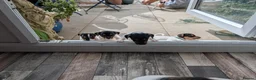 Jack Russell dogs for sale: Jack Russell puppies  - Advert 6