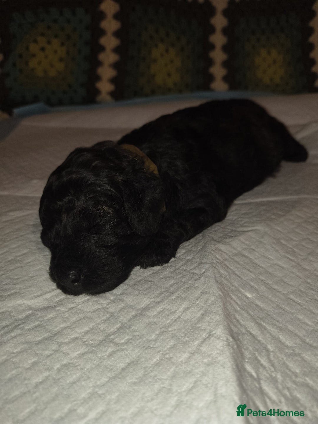 Mixed Breed dogs for sale: Toy poodle pups - Advert 5