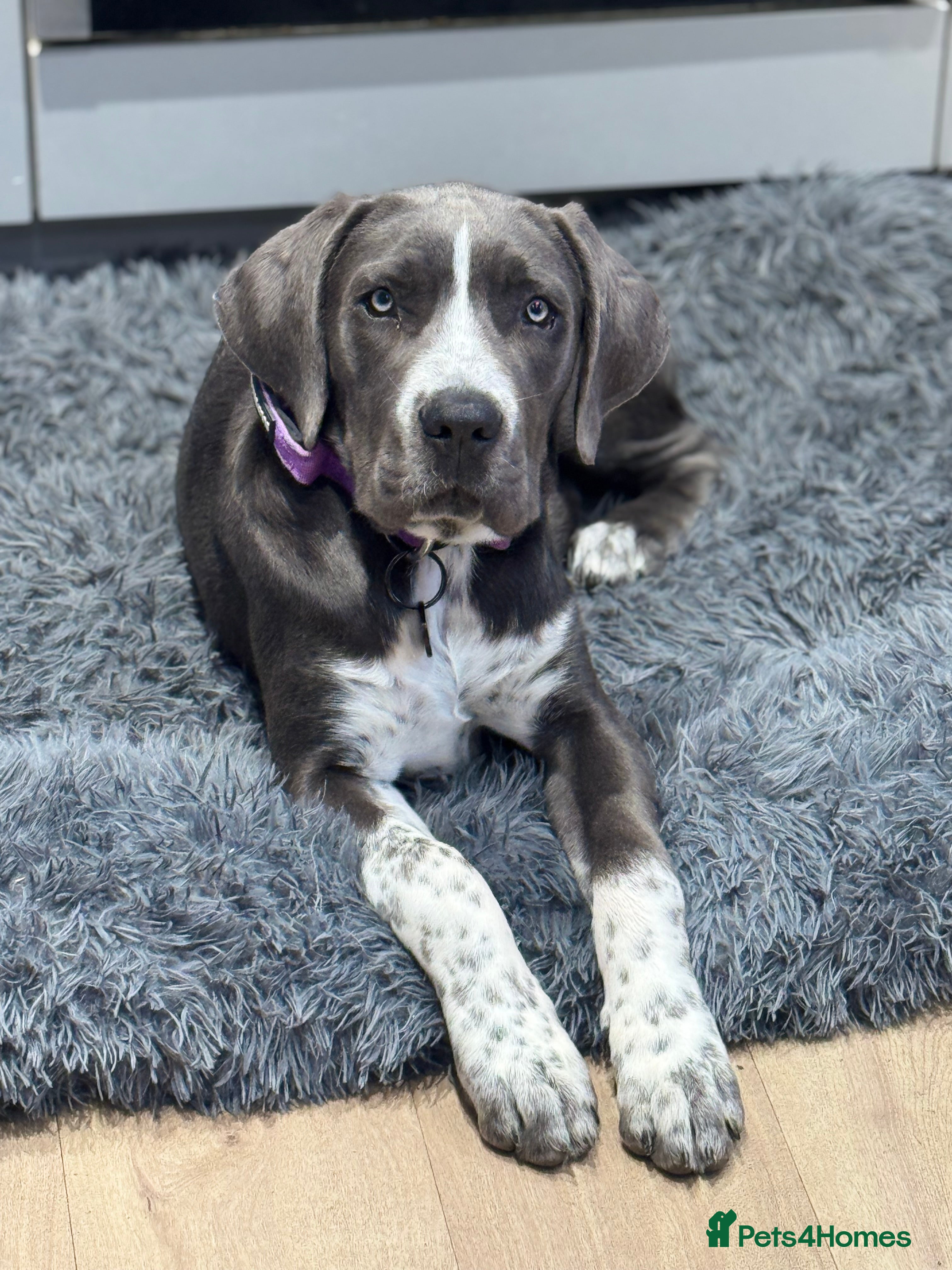 Cane Corso dogs *** Absolutely stunning Cane Corso female pup *** - Advert 1