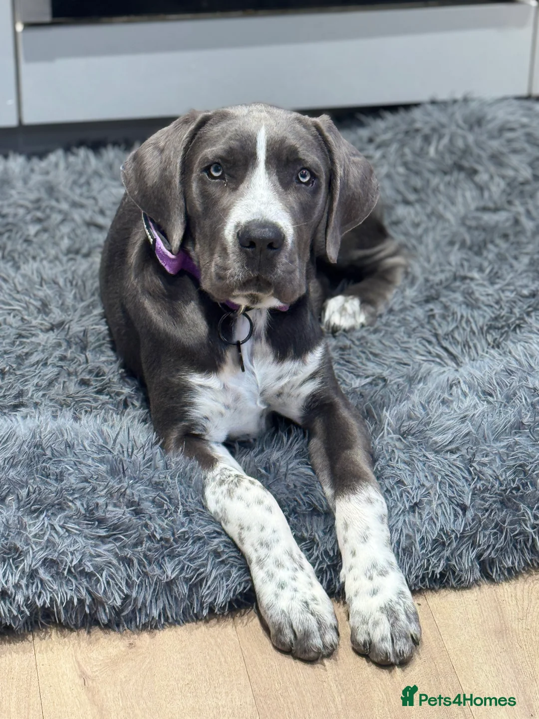 Cane Corso dogs for sale: *** Absolutely stunning Cane Corso female pup *** - Advert 1