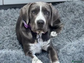 Cane Corso dogs *** Absolutely stunning Cane Corso female pup *** - Advert 1