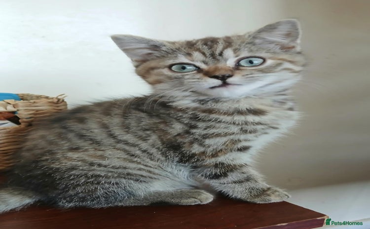British Shorthair cats in Coventry - Advert 1