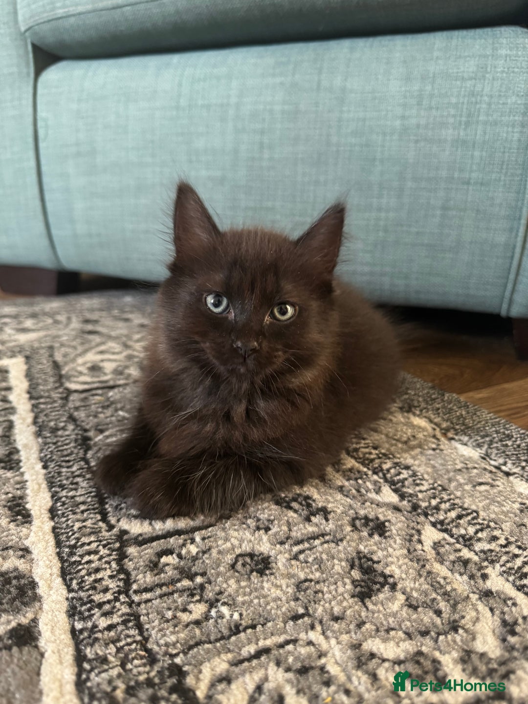 Ragdoll cats for sale: Male Ragdoll - Advert 11