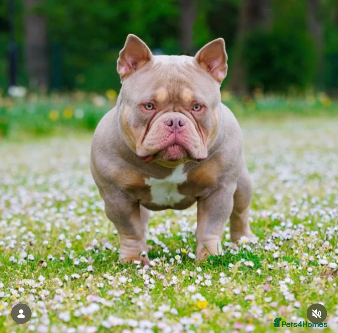 American Bully dogs for sale: pocket bully cross micro bully puppies  - Advert 36