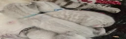 Bengal cats for sale: 🌟 Stunning pure bengal snow kittens 🎉 - Advert 11