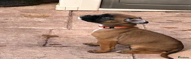 Boxer Puppy 4