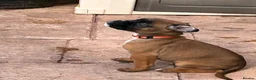 Boxer dogs for sale: READY NOW- Stunning boxer puppies - Advert 17