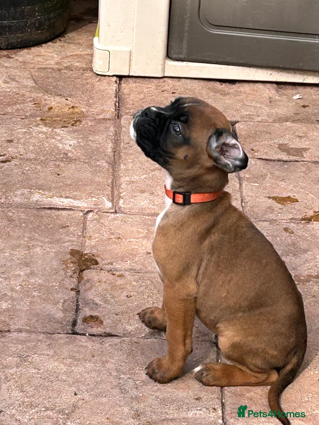 Boxer dogs for sale: READY NOW- Stunning boxer puppies - Advert 37